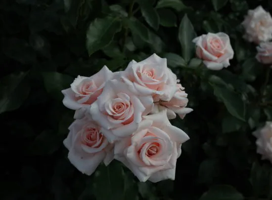 Rosier 'Ragazza '