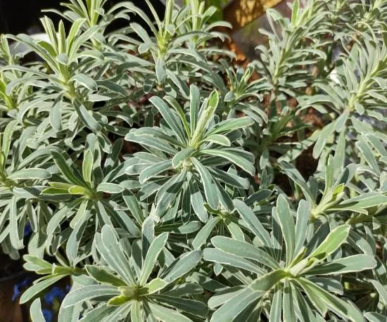 Euphorbe 'Glacier blue'