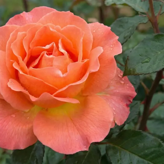 Rosier 'Jet set  '