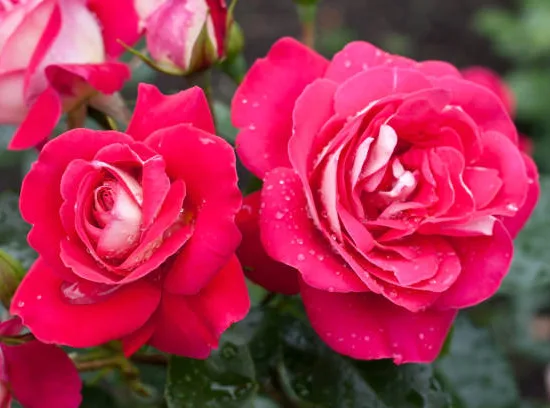 Rosier 'Mona lisa  '
