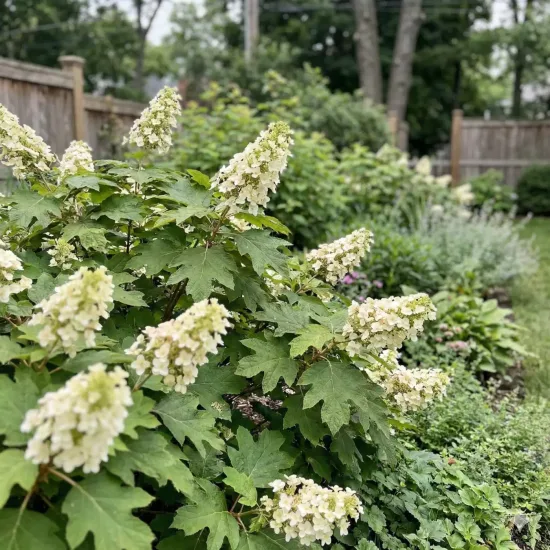 Hydrangea à feuilles de chêne
