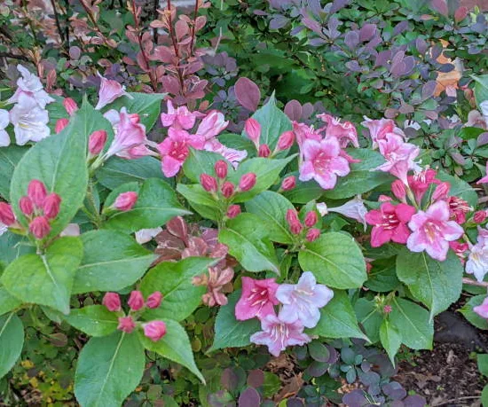 Weigelia 'Pink poppet'