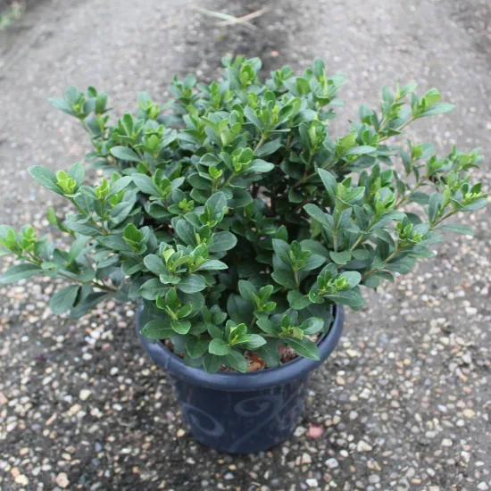 Tiaré 'Kleim s hardy'