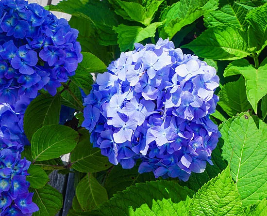 Hortensia 'Renate steiniger bleu'