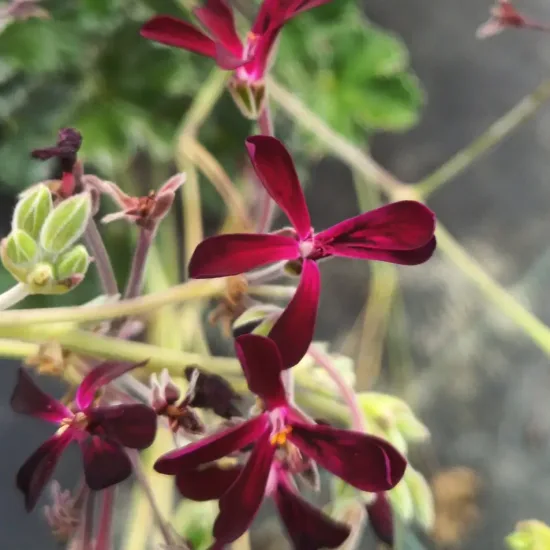 Géranium rouge grenat ' '