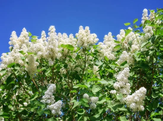 Arbre aux papillons Buzz ivoire