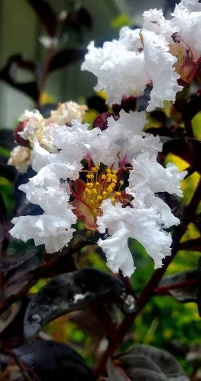 Lilas des indes 'Lunar magic'
