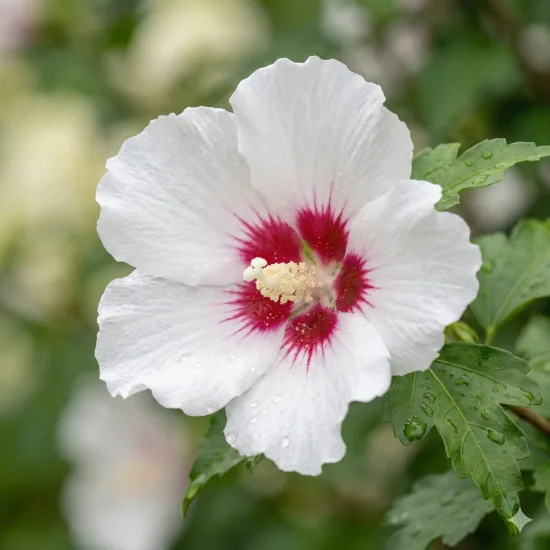Althéa 'Pinky spot'