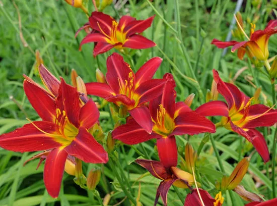 Hemerocalle 'stafford'