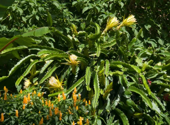 Fruit du dragon