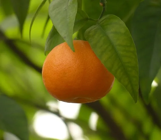 Mandarinier