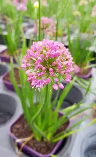 Ail
