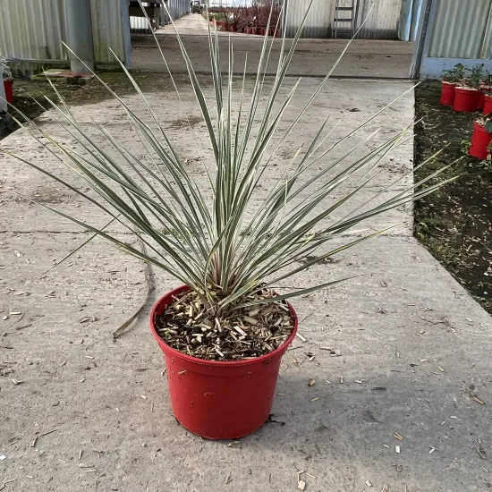 Cordyline 'Pink champagne'