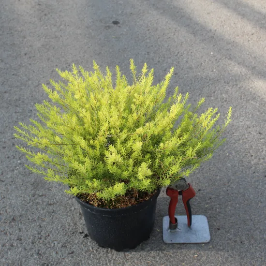 Plante du pêcheur 'Sunset gold'
