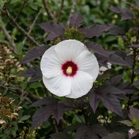 Hibiscus 'Dark mystery'