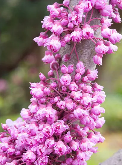 Gainier du canada 'Pink pom pom'