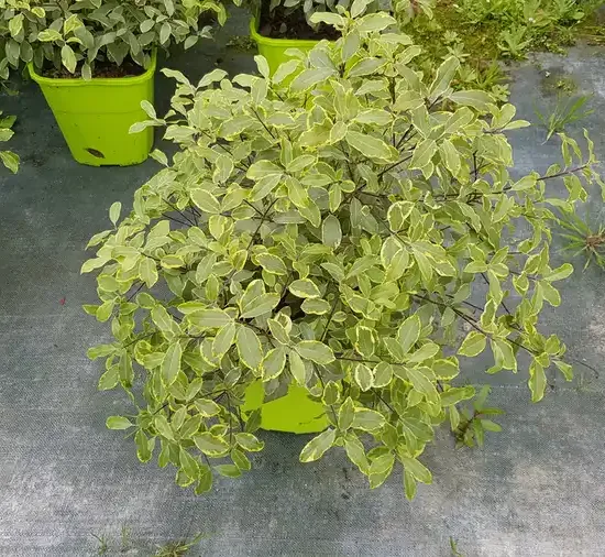 Pittospore 'Glo ball'