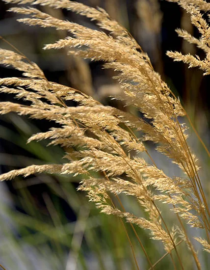 Calamagrostide 'Karl Forester'