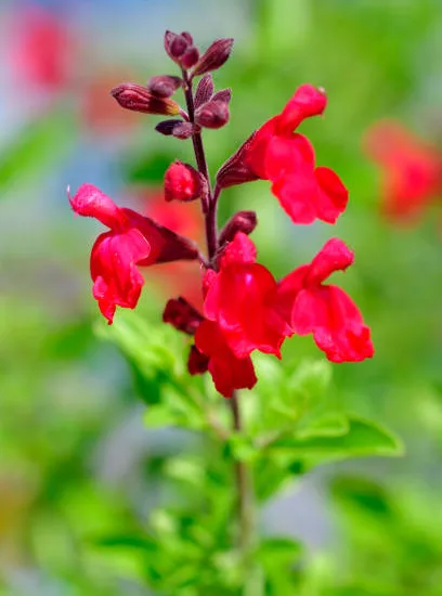 Sauge microphylle rouge