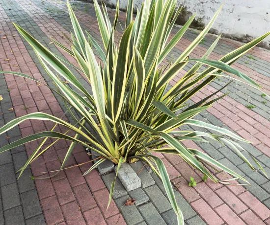 Cordyline 'Lime passion'
