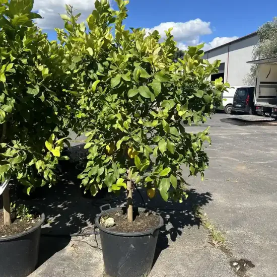Citronnier 4 saisons