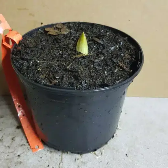 Ail géant de l'himalaya 'Globemaster'