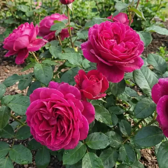 Rosier 'Xxl '