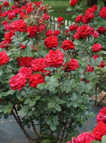 Rosier 'Eclat de rire - red folies '
