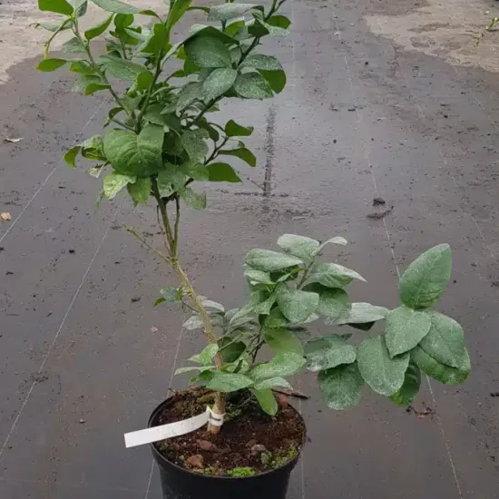 Hybride de citron meyer et d'orange sanguine 'Doppio sanguinolo'