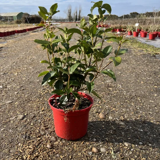 Laurier-tin 'Macrophyllum'