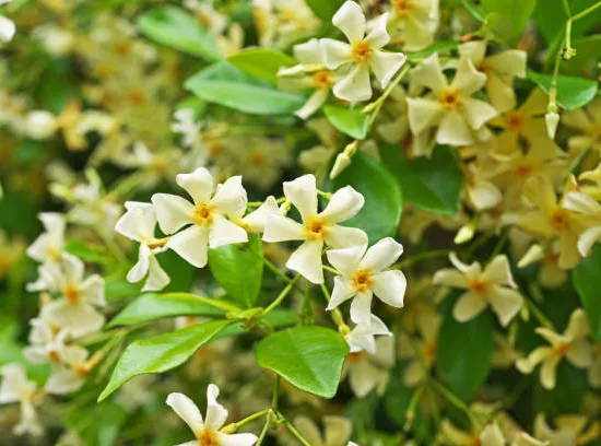 Jasmin étoilé jaune 'Mandaianum'