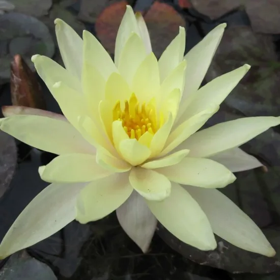 Nénuphar 'Odorata sulphurea'