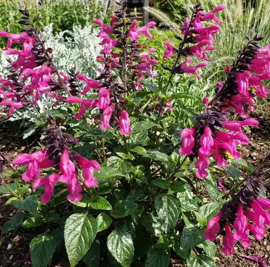 Sauge guarani 'Rockin 'fuchsia®'