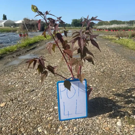 Hibiscus des marais 'Planet griotte'
