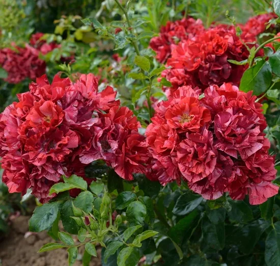 Rosier 'La reine de la nuit'