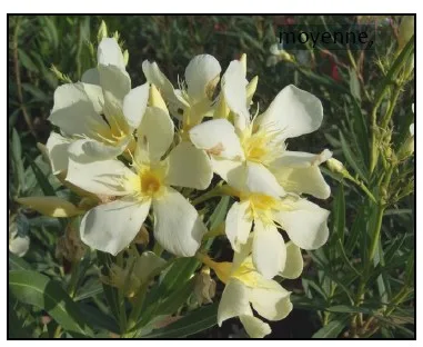 Laurier rose 'Marie Gambetta'