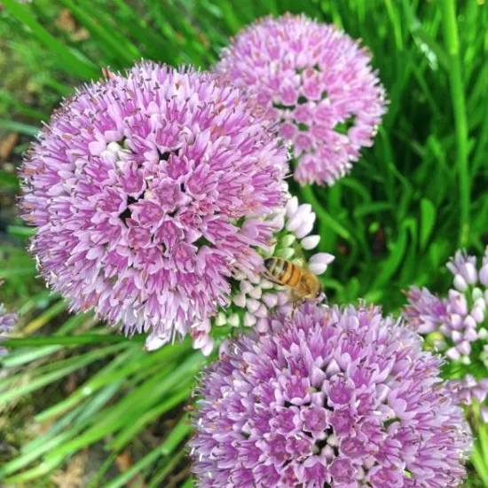Ail 'Little sapphire'