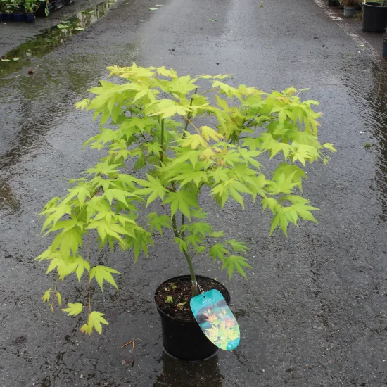 Érable du japon 'Orange dream'