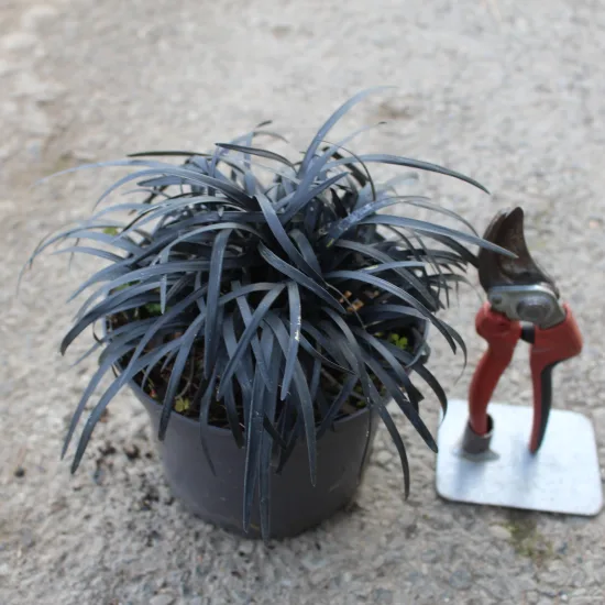 Ophiopogon noir 'Nigrescens'