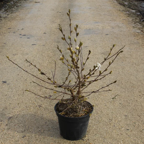 Magnolia étoilé