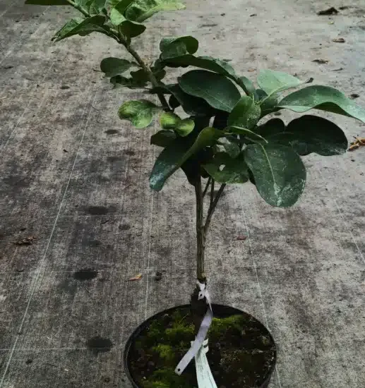 Pomelos 'Jaune'