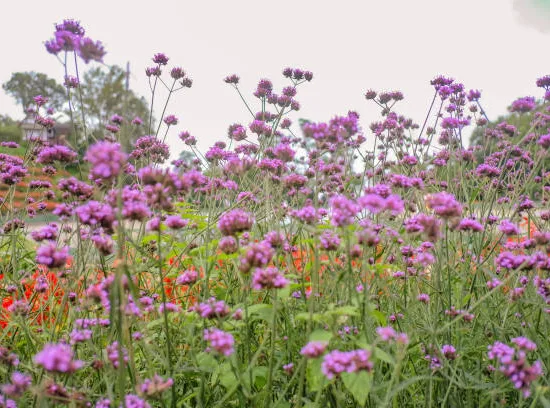 Verveine 'Lollipop'