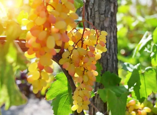 Vigne 'De table chasselas dore '
