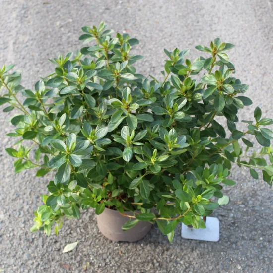 Azalée japonaise 'Mad van hecke rose'