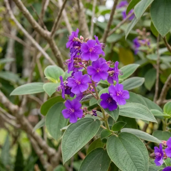 Tibouchina 'Grandifolia'