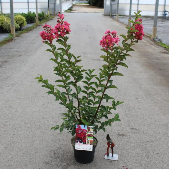 Lilas des indes 'Grand cru'