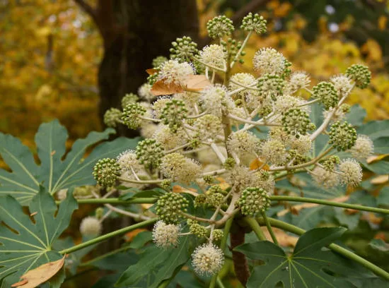 Aralia du japon 'Japonica'