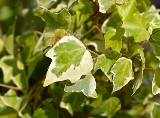 Lierre de perse 'Dentata variegata'