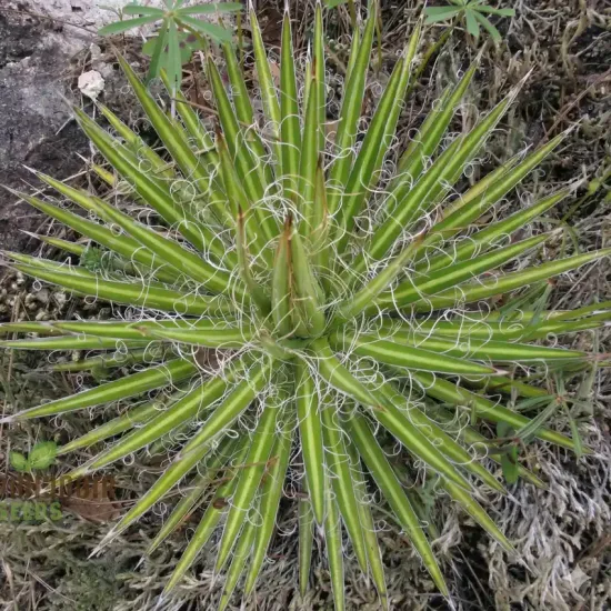 Agave  multifilifera