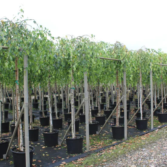 Bouleau verruqueux 'Youngii'